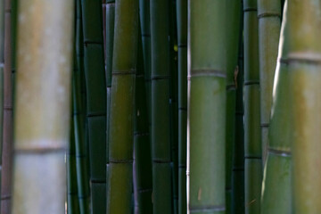 Fototapeta na wymiar Bamboo Forest Trees Nature Concept in Italy