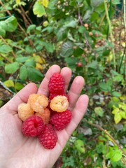 raspberries in the forest