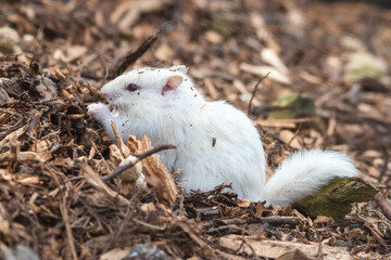 Albino Chipmunk Feeding on the Ground