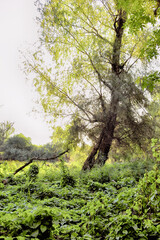 A tree in the woods in the early morning summer.