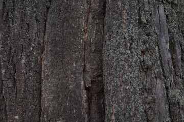 bark texture