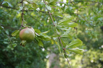 background with green pomegranade on tree
