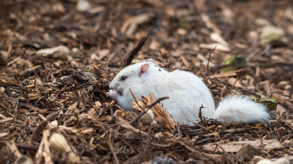 Albino Chipmunk Feeding on the Ground