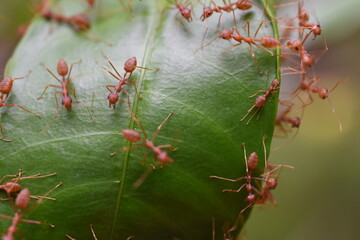Red Ants nest