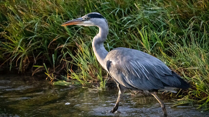A Heron searching for fish, in the river
