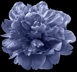 violet peony flower on black isolated background with clipping path.  For design.  Closeup.  Nature.