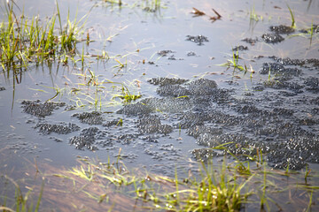 Żabi skrzek © Arkadiusz