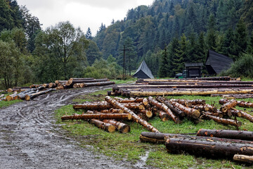 Fototapeta na wymiar Timber logs on stacks next to muddy forest road in mountains area. Campsite with shelters in background. Poland, Europe.