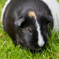 Cute Black and White Guinea Pig Playing on Grass