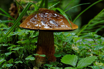 Wet edible scarletina bolete mushroom (Neoboletus luridiformis) growing in grass during rainy...