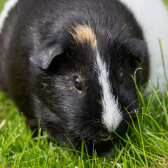 Cute Black and White Guinea Pig Playing on Grass
