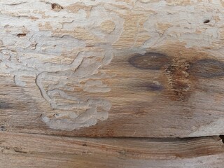 Spuren von Holzwürmern