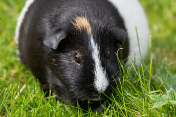 Cute Black and White Guinea Pig Playing on Grass