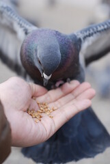 人の手からエサを食べるハト