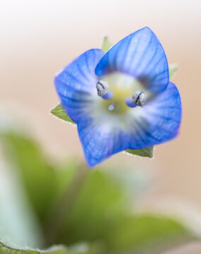 Blaue Blume Nahaufnahme Bl&uuml;tenstempel