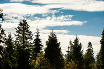 Beautiful mountain landscape with coniferous trees and clear sky