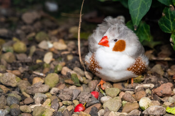 Zebra Finch Resting on the Ground