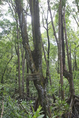 Proboscis monkeys are long-nosed monkeys with reddish brown hair and are one of two species in the genus Nasalis. Proboscis monkeys are endemic to the island of Borneo which is famous for its mangrov
