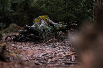Baumstumpf im Wald