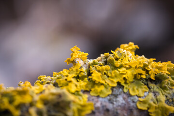Gelbe Flechte Nahaufnahme