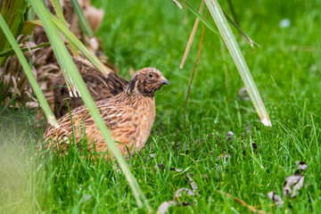 Japanese Quail Walking on Grass