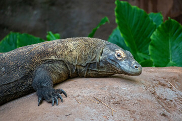 Fototapeta premium komodo dragon on a rock