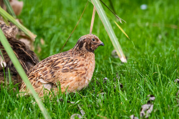 Japanese Quail Walking on Grass
