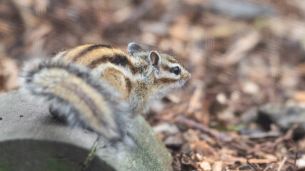 Small Eastern Chipmunk Resting on a Log