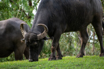 black and white buffalo