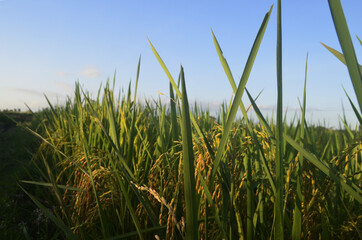 green grass and blue sky