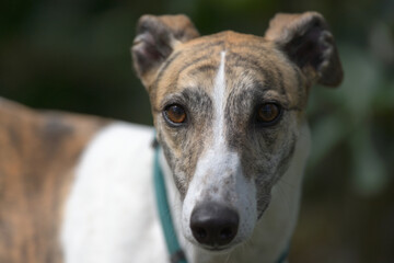 Adorable close up soft portrait of a gentle white and brindle pet dog