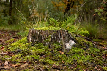 Autumn scenery in a pine tree forest with on the forest floor the remaining of a cut down tree trunk among a vibrant green moss floor and mushrooms
