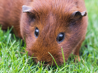Cute Brown Guinea Pig Playing on Grass