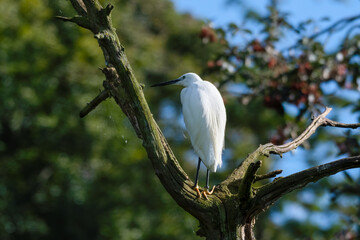 Little Egret Standing in a Tree