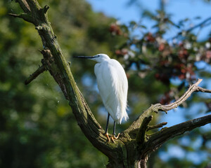 Little Egret Standing in a Tree