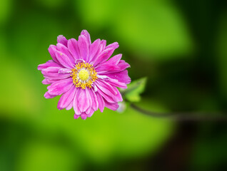 Closeup of a pink anemone flower