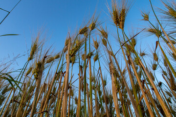 Ripening grain in organic farming
