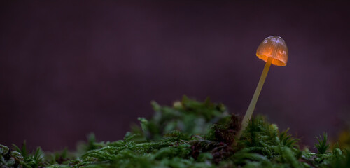 Mushroom in the Forest