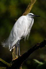 Little Egret Standing in a Tree