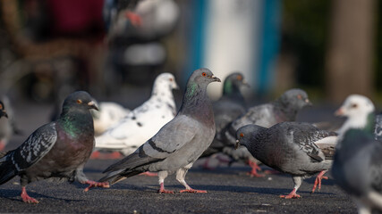 Closeup of pigeon in a city 