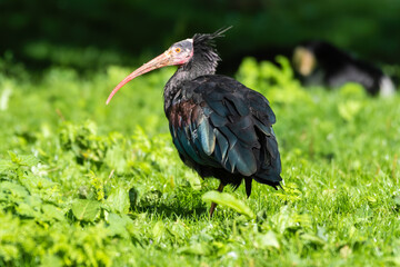 Bald Ibis Standing on the Ground