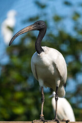 Sacred Ibis Standing in a Tree