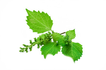 ほじそ（穂紫蘇）