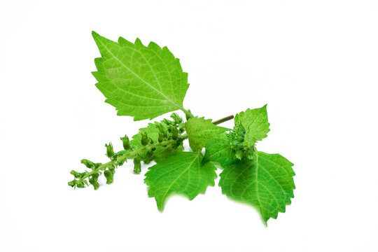 穂紫蘇 Images Browse 287 Stock Photos Vectors And Video Adobe Stock