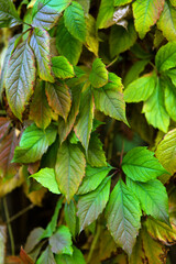 green leaves of a tree