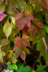 red and yellow leaves