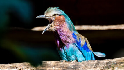 Obraz premium Lilac-breasted Roller on a Perch with its Beak Wide Open