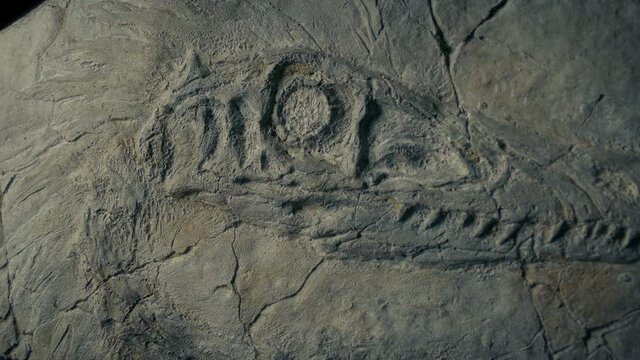 Raptor Dinosaur Fossil Closeup Shot