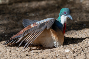 Bleeding Heart Dove on the Ground Enjoying the Heat from the Sun