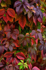 red leaves in autumn